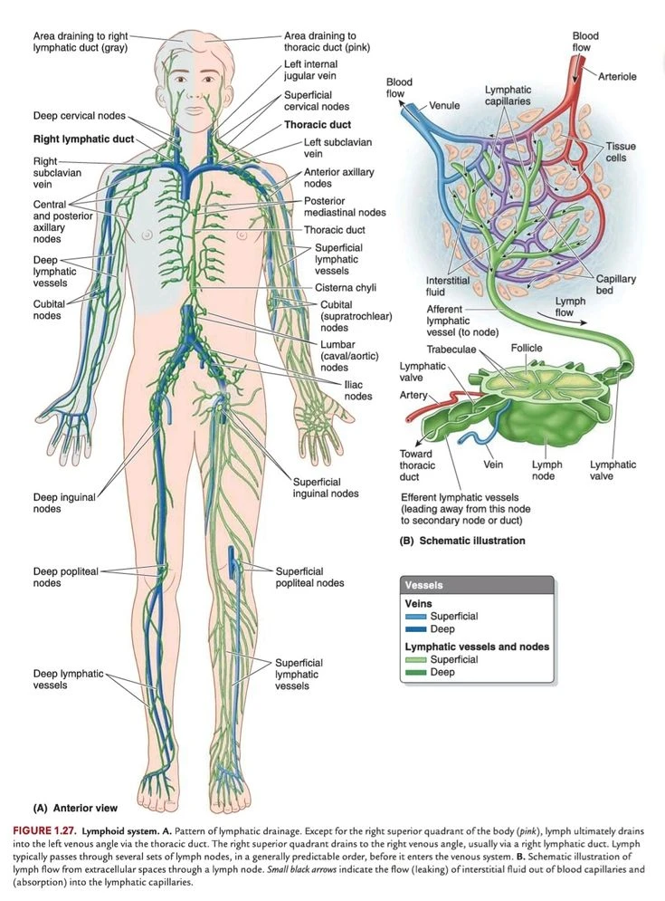 NỘI DUNG CHƯƠNG TRÌNH MASTER LYMPHATIC THERAPY