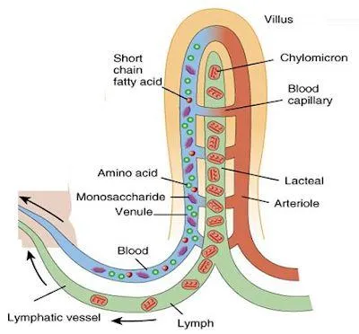 Hình 1. Cấu trúc nhung mao ruột và mạch dưỡng chấp