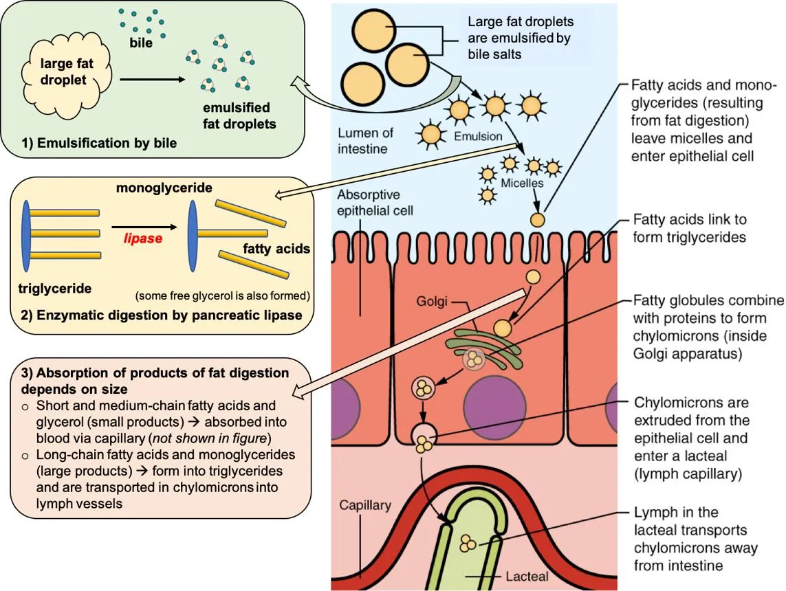 Hình 2. Quá trình hình thành và thu nhận chylomicron