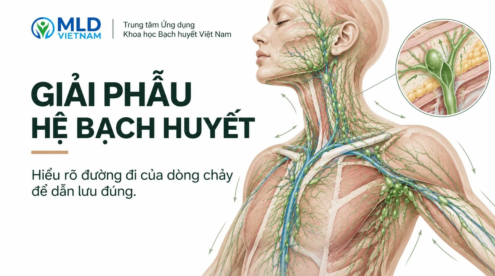 Hệ bạch huyết là gì? Khám phá mạng lưới dẫn lưu âm thầm trong cơ thể