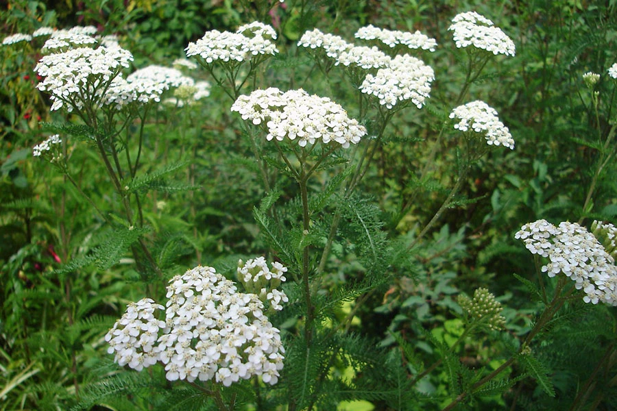 Công dụng của Achillea Millefolium Oil (Tinh dầu cỏ thi (Dương Kỳ Thảo – họ Cúc)