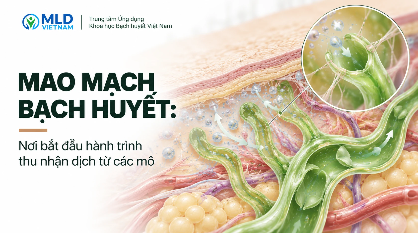 Mao mạch bạch huyết: Nơi bắt đầu hành trình thu nhận dịch từ các mô