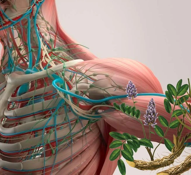 Dẫn lưu bạch huyết là gì? Tại sao đây là liệu pháp cần thiết cho sức khỏe hiện đại?