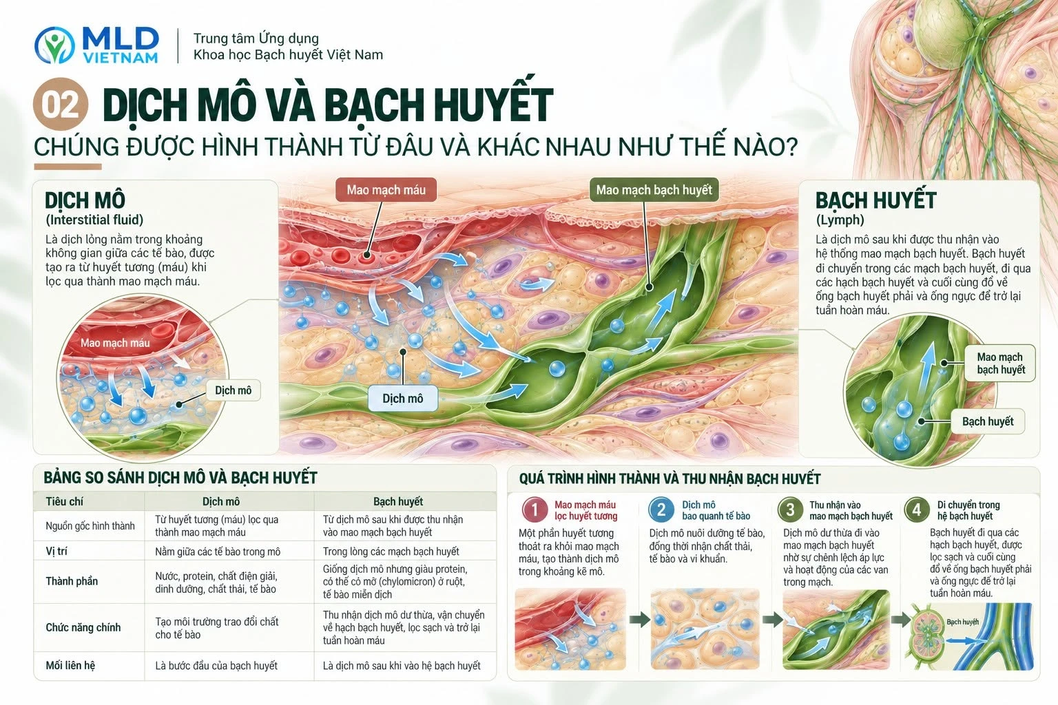 Dịch mô và bạch huyết: Chúng được hình thành từ đâu và khác nhau như thế nào?