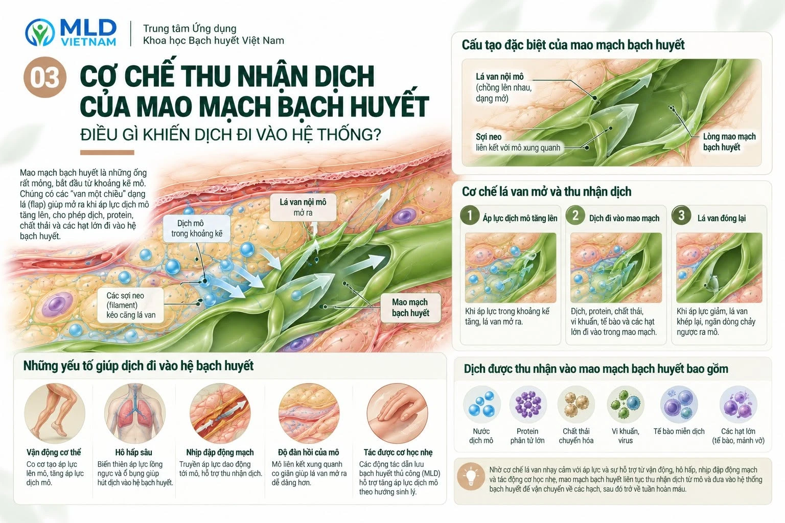 Cơ chế thu nhận dịch của mao mạch bạch huyết: Điều gì khiến dịch đi vào hệ thống?