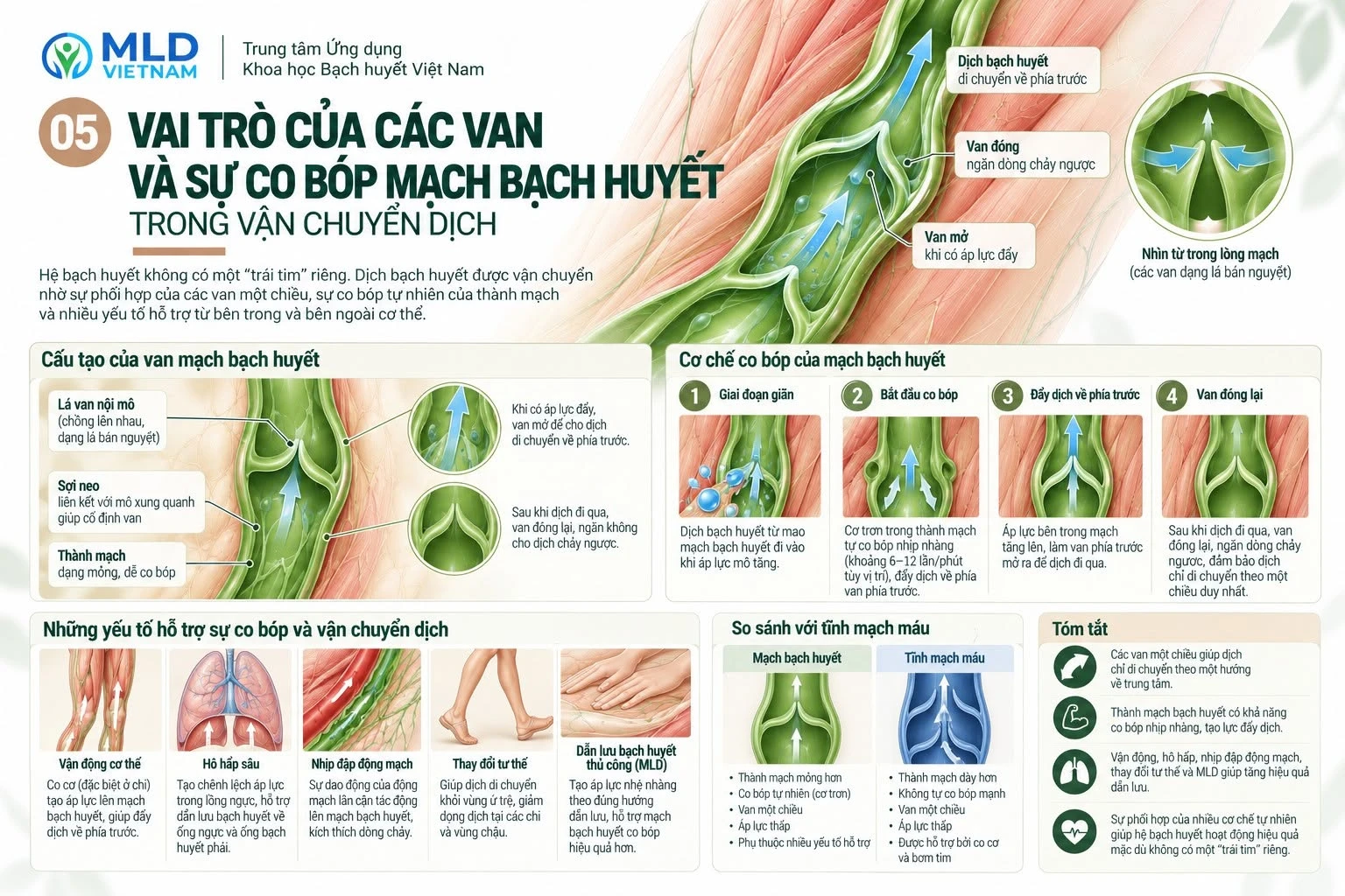 Vai trò của các van và sự co bóp mạch bạch huyết trong vận chuyển dịch