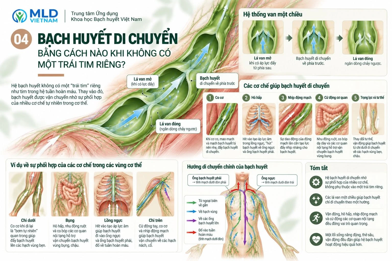 Bạch huyết di chuyển bằng cách nào khi không có một trái tim riêng?