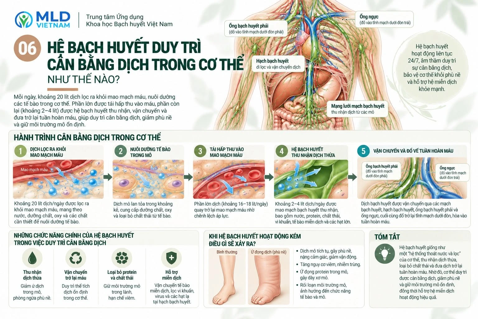 Hệ bạch huyết duy trì cân bằng dịch trong cơ thể như thế nào?