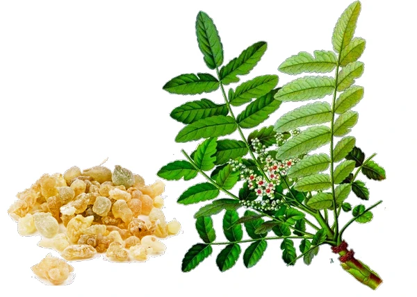 Công dụng của Boswellia Serrata Oil (Tinh dầu trầm hương/nhũ hương Ấn Độ)