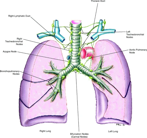 Bạch huyết và phổi: Bí mật chưa từng được tiết lộ về cách cơ thể tự giải độc
