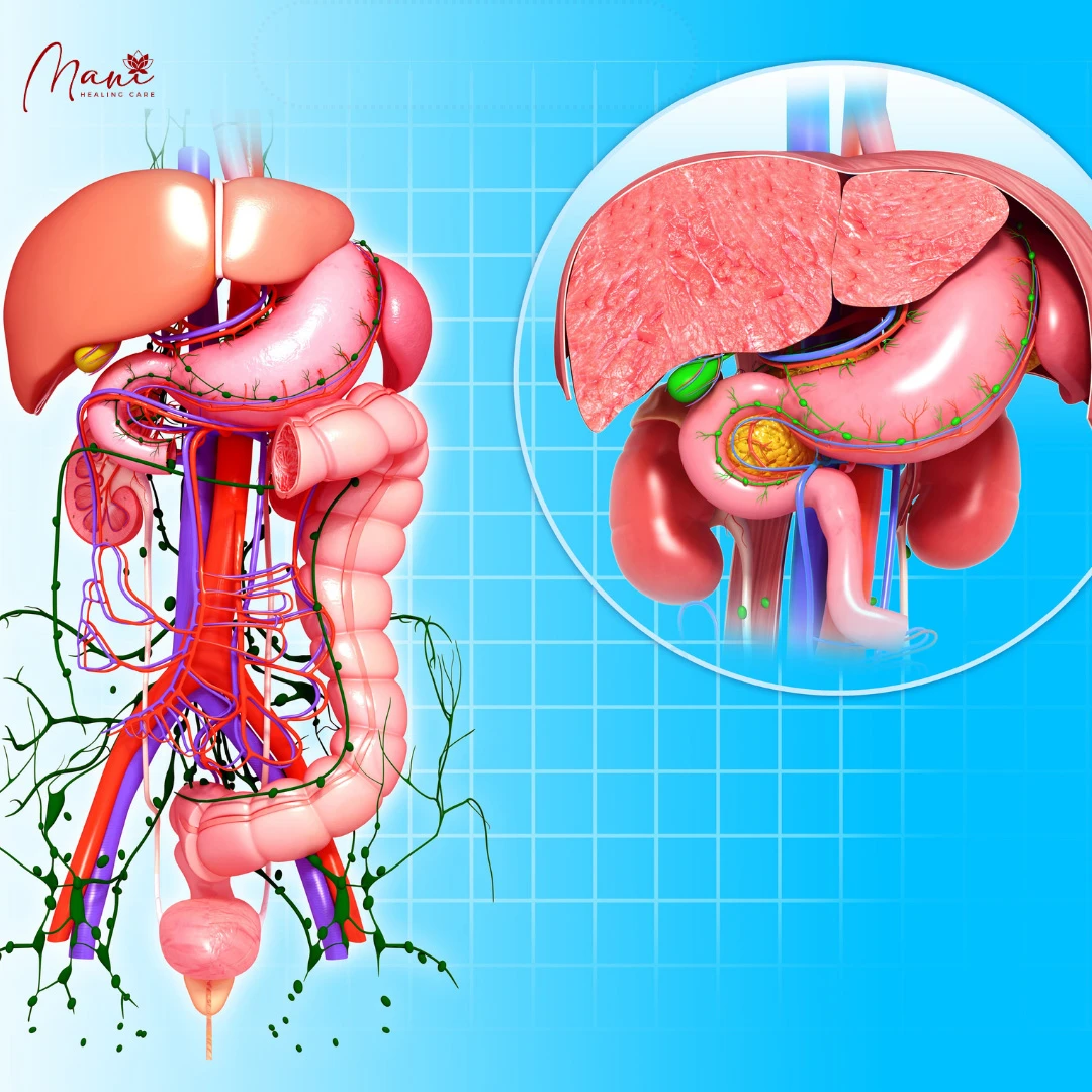 Cấu trúc và sinh lý mạng lưới mạch bạch huyết – Phần 8: Bạch huyết đường liêu hóa và liệu pháp miễn dịch