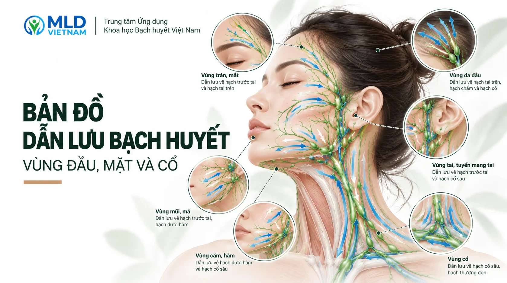 Bản đồ dẫn lưu bạch huyết vùng đầu, mặt và cổ