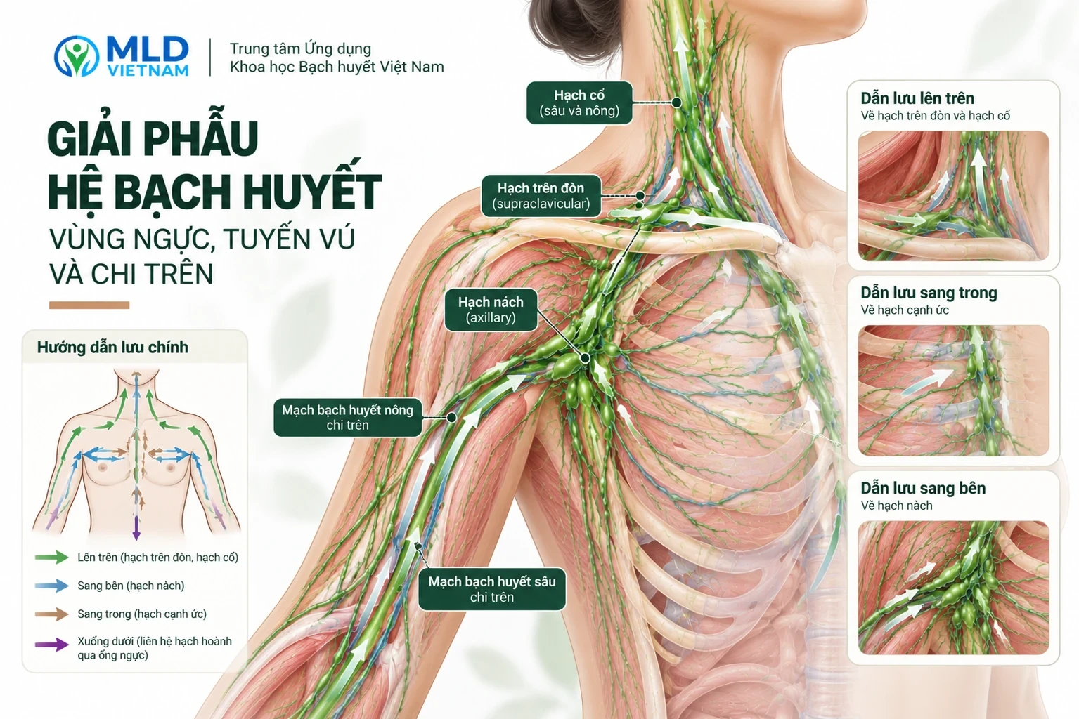 Giải phẫu hệ bạch huyết vùng ngực, tuyến vú và chi trên
