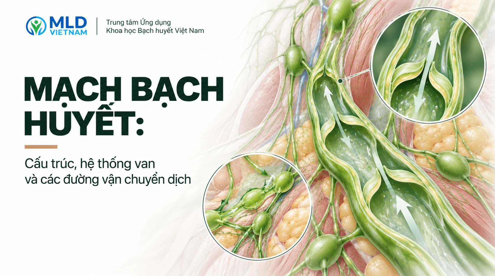 Mạch bạch huyết: Cấu trúc, hệ thống van và các đường vận chuyển dịch