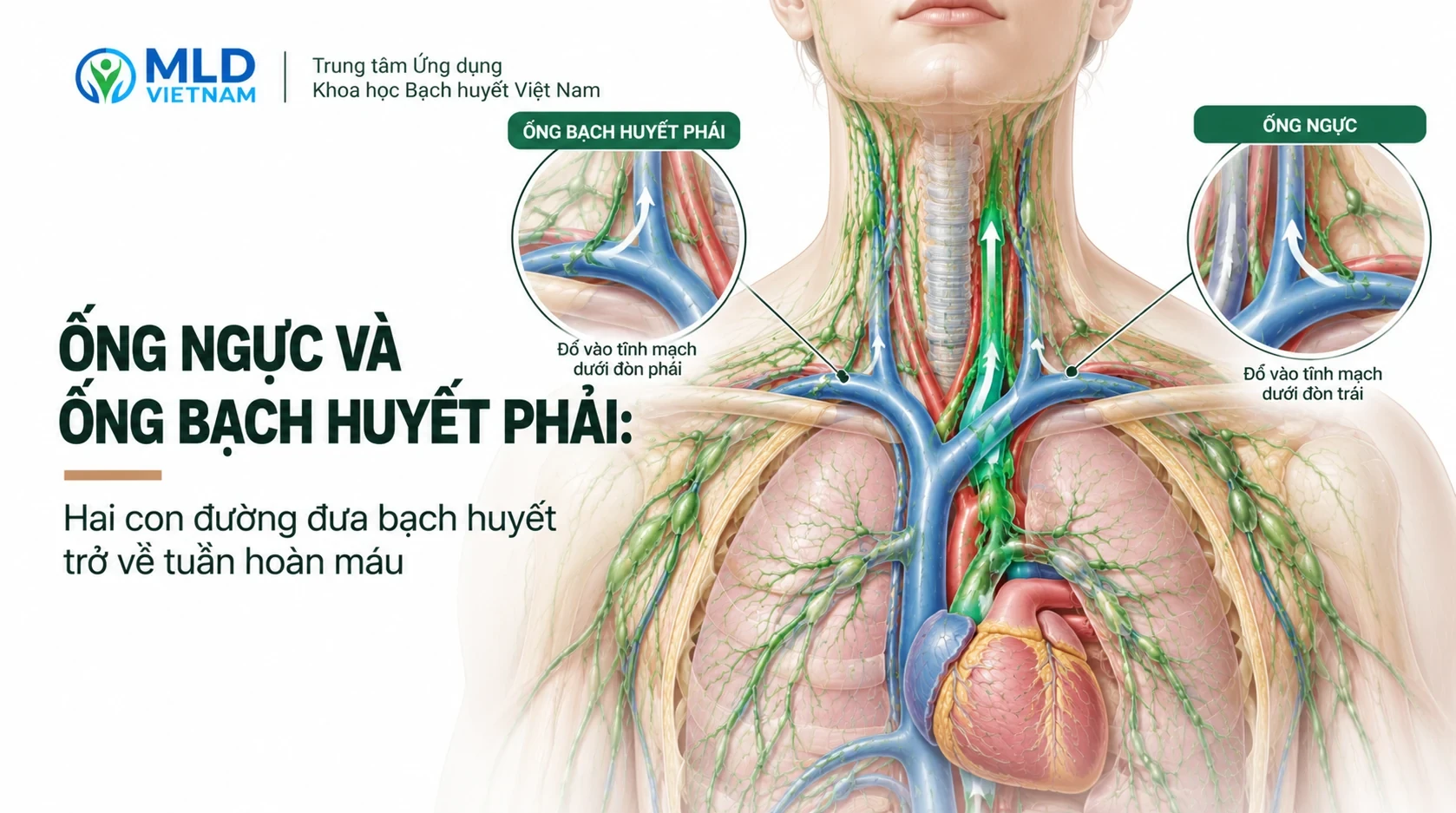 Ống ngực và ống bạch huyết phải: Hai con đường đưa bạch huyết trở về tuần hoàn máu