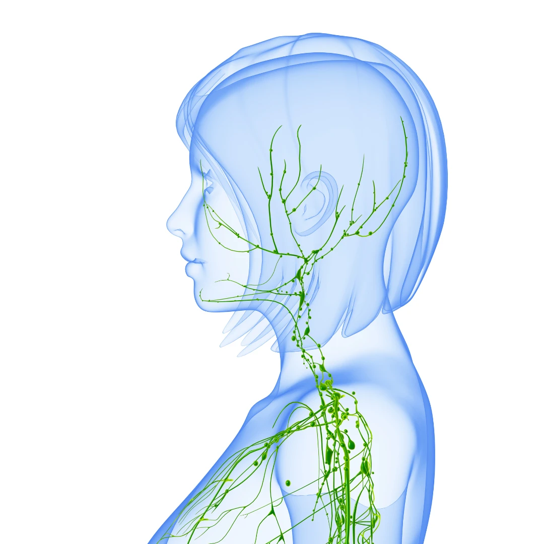 Phát hiện con đường thải độc não bộ bằng MRI tăng cường độ tương phản