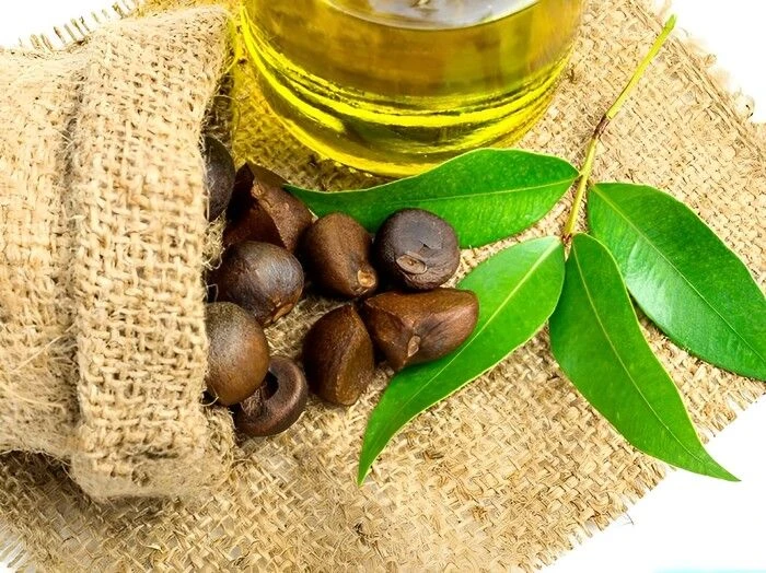 Công dụng của Camellia Sinensis Seed Oil (Tinh dầu hạt trà xanh)