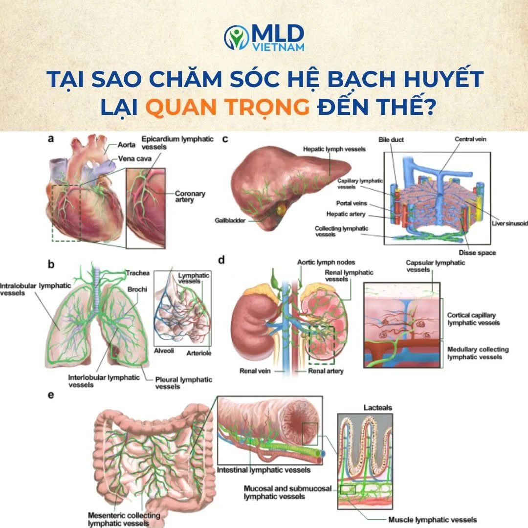 Hệ bạch huyết là gì? Vì sao ai cũng có mà rất ít người hiểu đúng