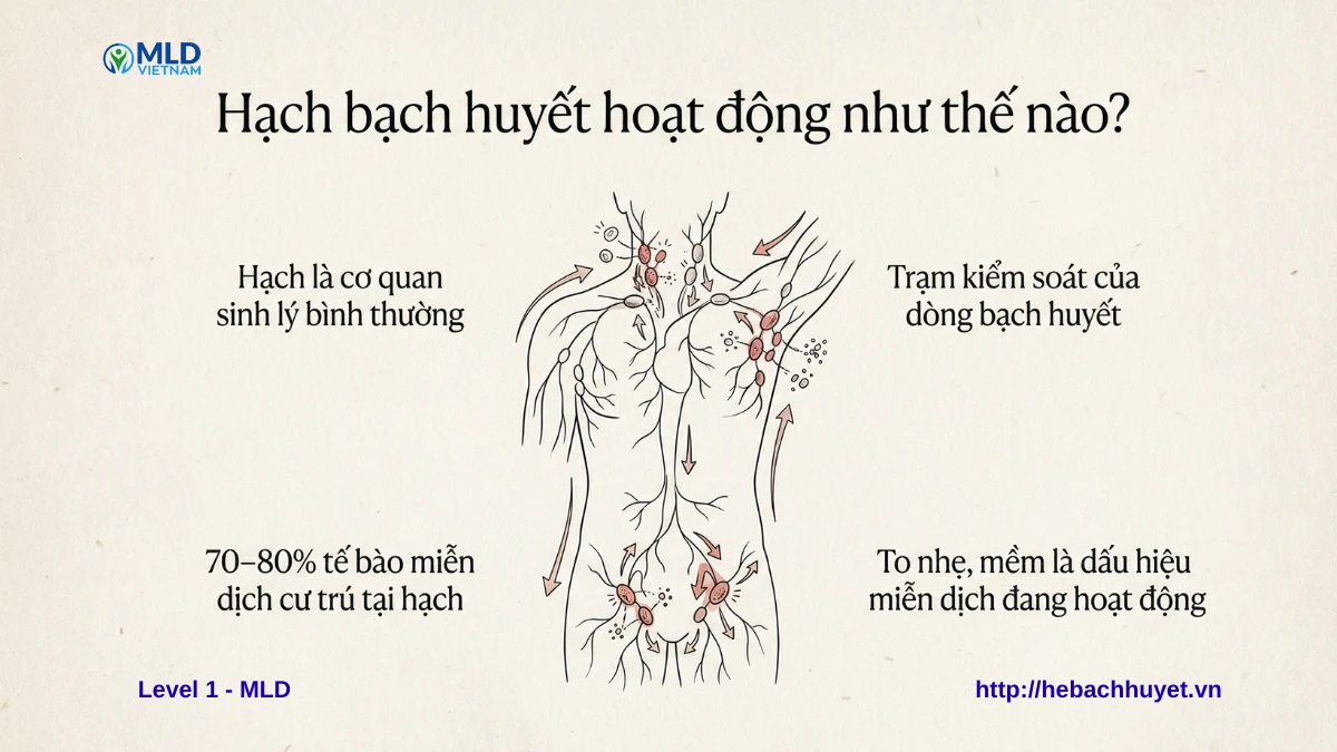 Hạch bạch huyết hoạt động như thế nào? Vì sao sờ thấy hạch không đồng nghĩa với nguy hiểm