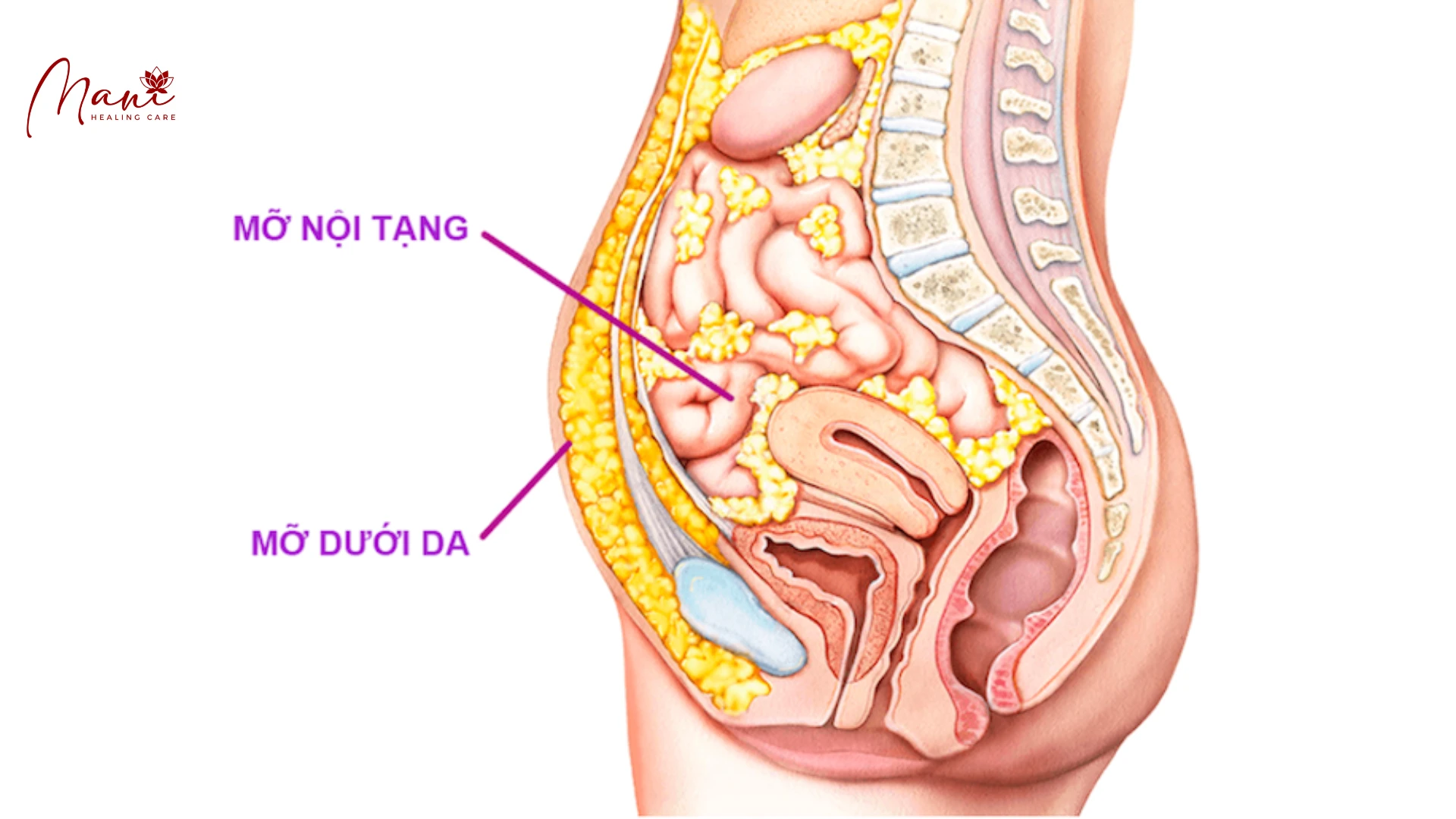 TÁC HẠI CỦA VIỆC ĂN THỊT - PHẦN 2