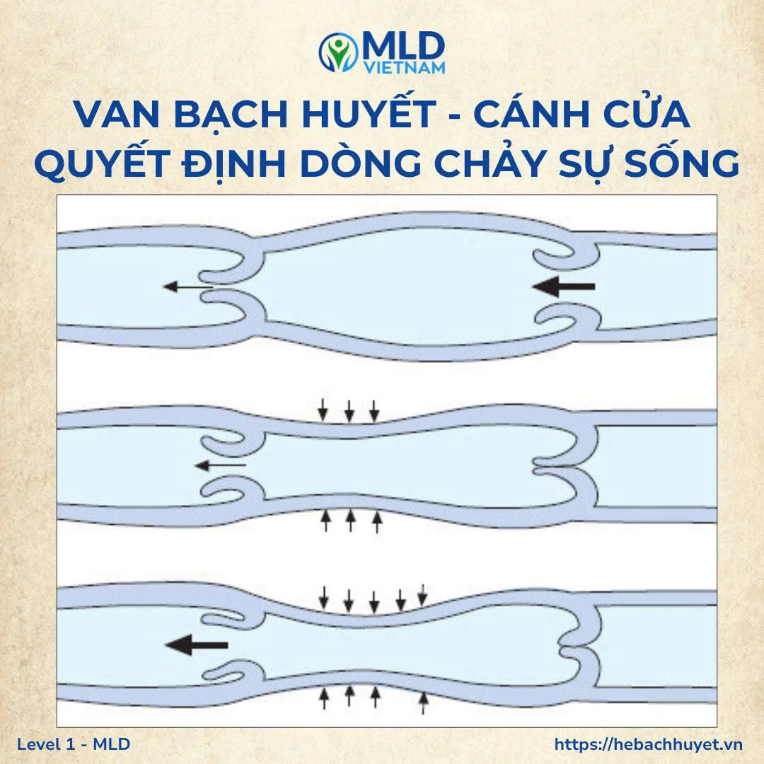 Van bạch huyết: Cấu trúc, chức năng và vai trò sống còn trong dẫn lưu bạch huyết