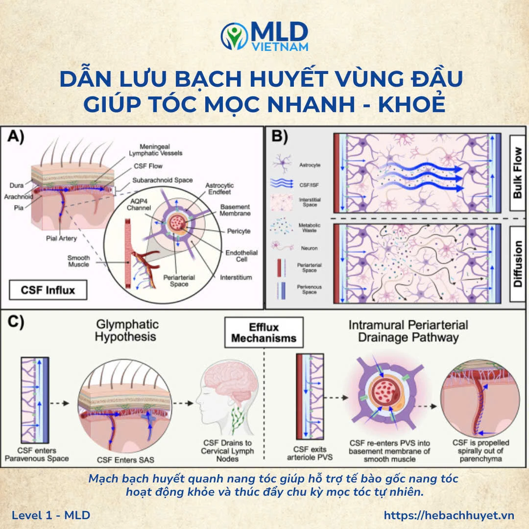 Rụng tóc và da đầu tiết dầu: Nguyên nhân từ ứ trệ bạch vùng huyết đầu và cách cải thiện hiệu quả