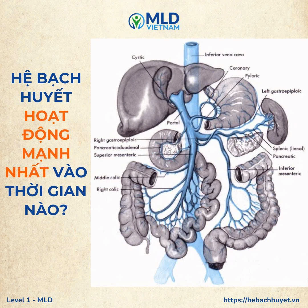 Hệ bạch huyết hoạt động mạnh nhất vào lúc nào? Sự thật khoa học về thời điểm “vàng” giúp cơ thể thải độc và tái tạo