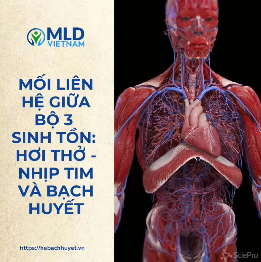 Hơi thở – Nhịp tim – Bạch huyết: Bộ ba vận hành thầm lặng của cơ thể